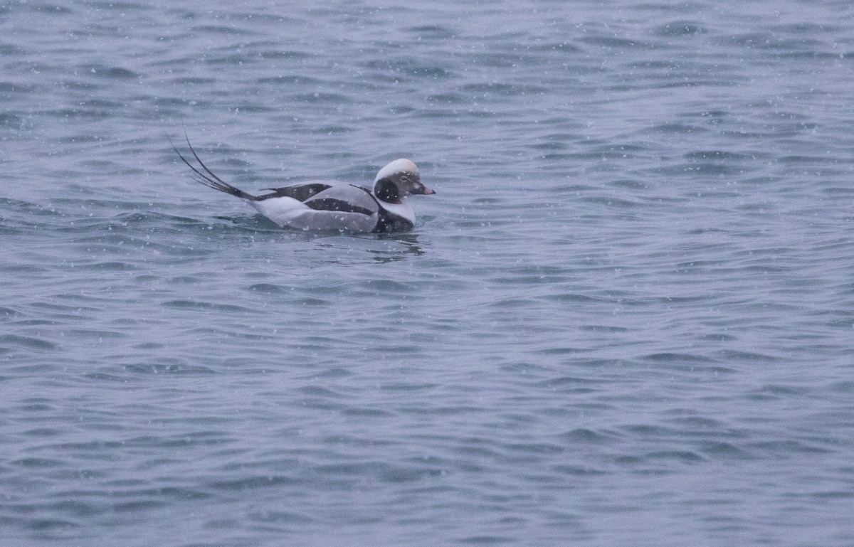 Long-tailed Duck - ML565025851