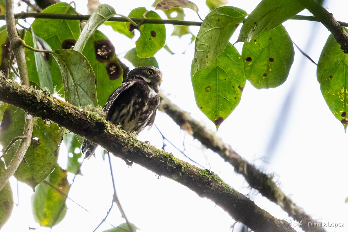 Andean Pygmy-Owl - ML565026641