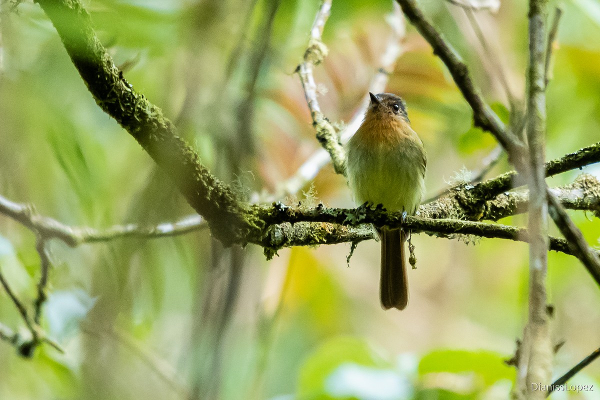 Rufous-breasted Flycatcher - ML565026821