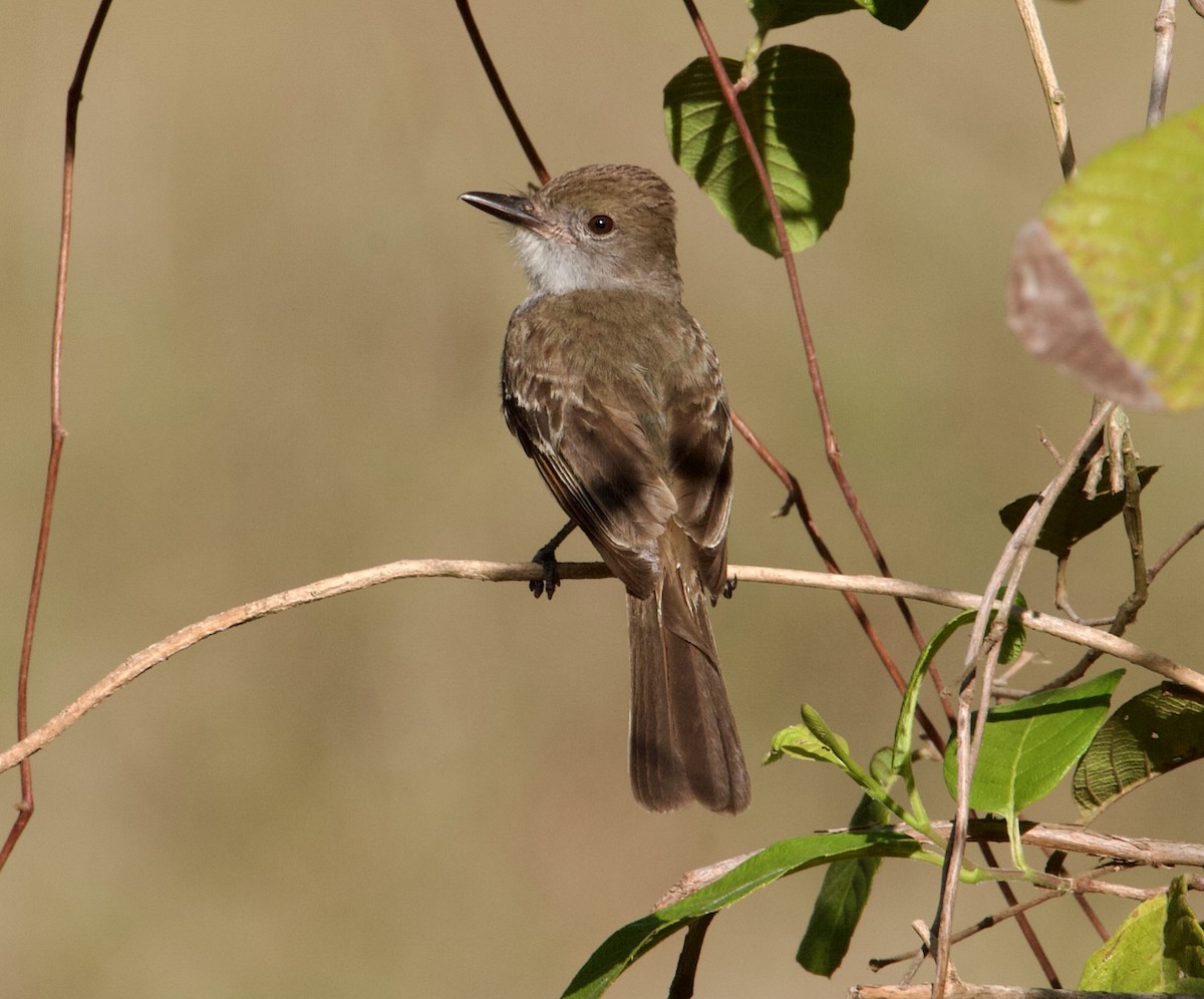 Brown-crested Flycatcher (South American) - ML565027321