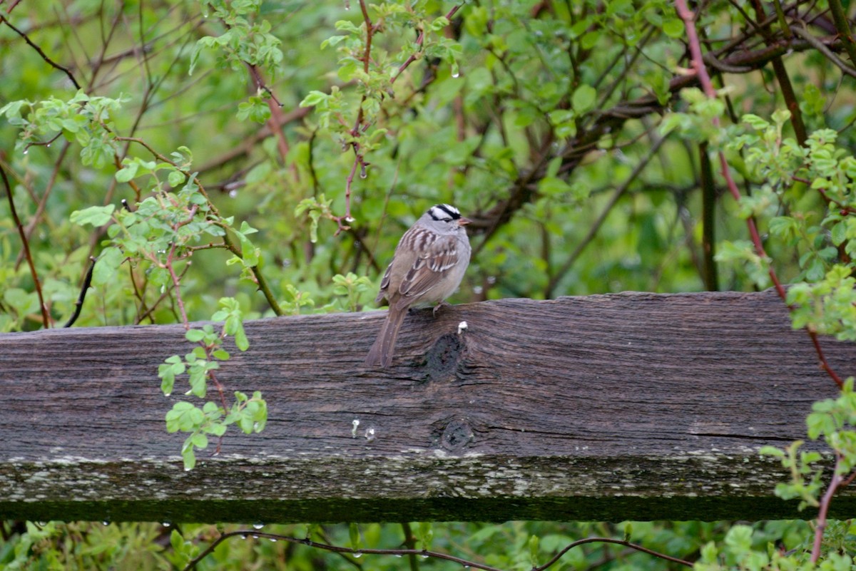 White-crowned Sparrow - ML565027611