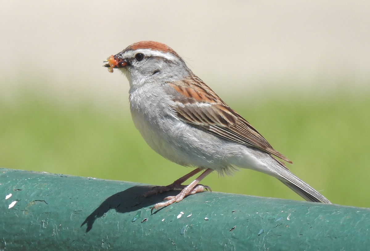 Chipping Sparrow - Daniel Lane