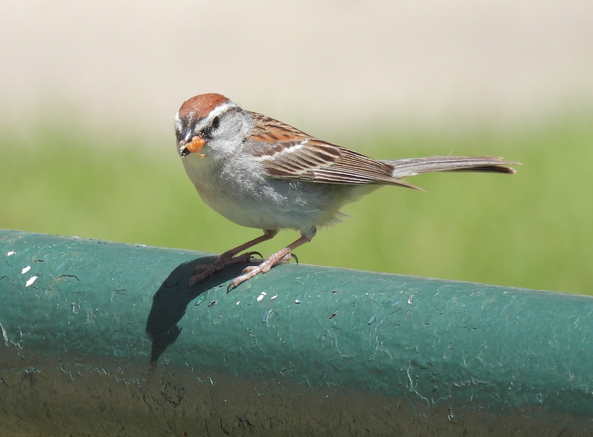 Chipping Sparrow - ML565029981