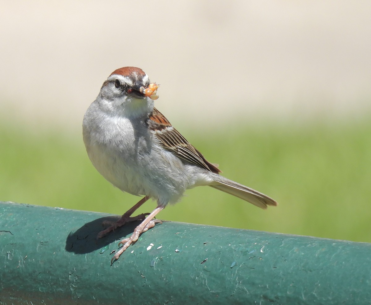Chipping Sparrow - ML565030351