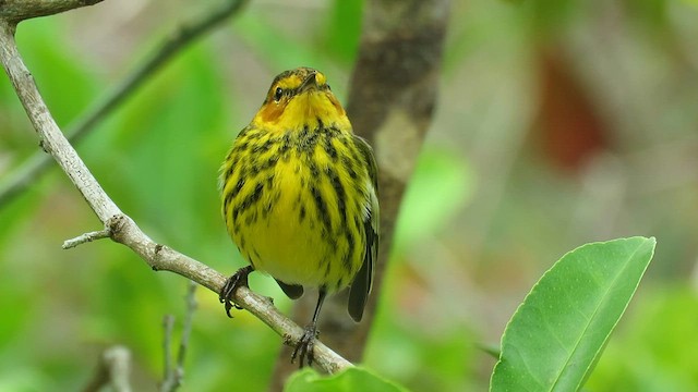 Cape May Warbler - ML565033011
