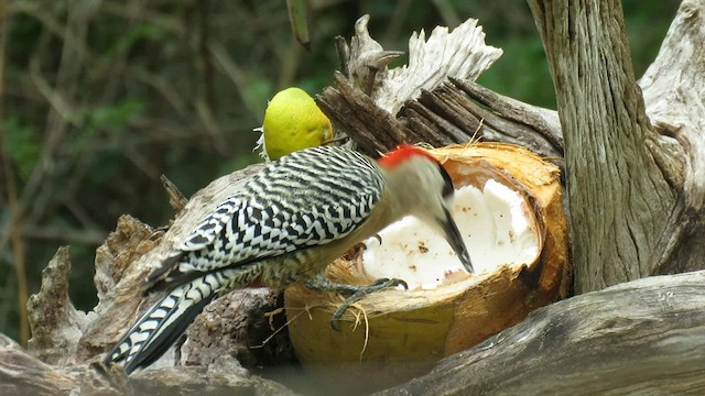 West Indian Woodpecker - ML565033671