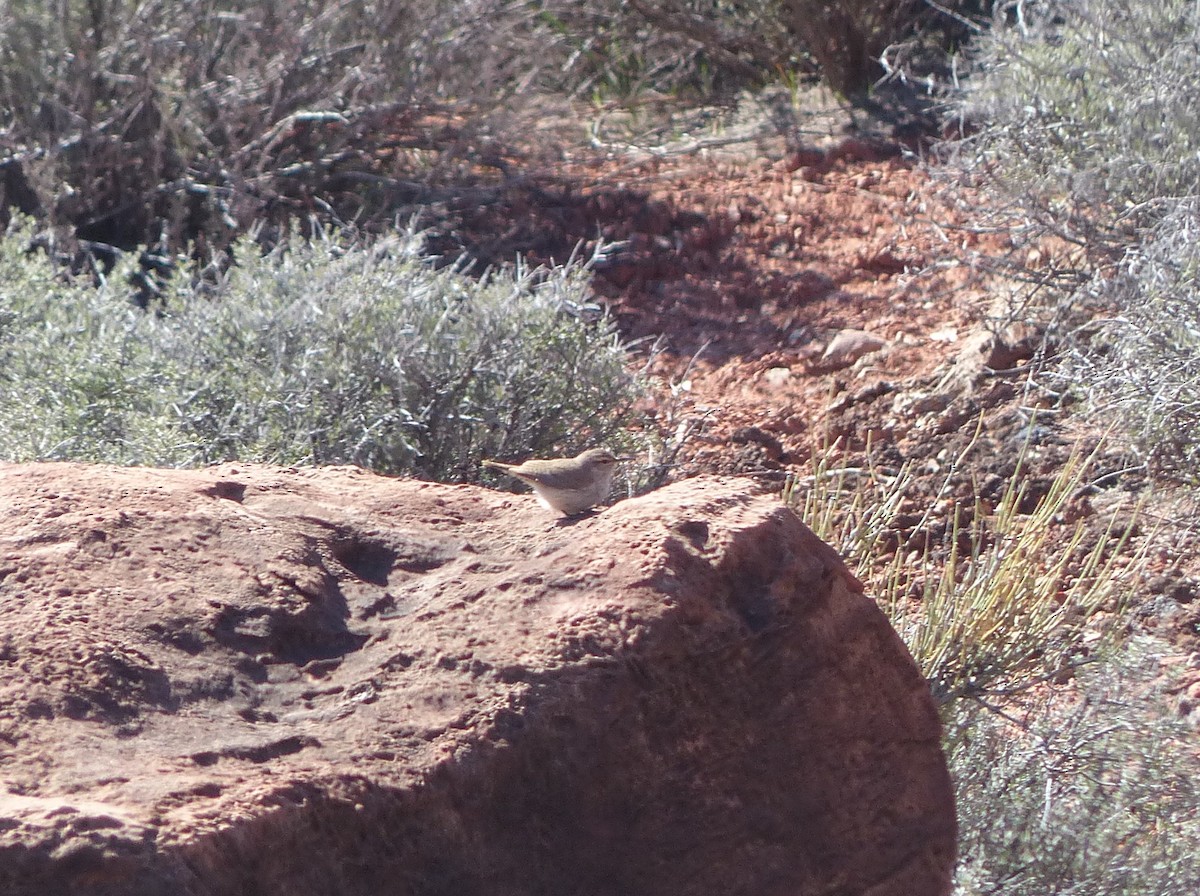 eBird Checklist 10 Apr 2023 Grand Canyon NPSouth Kaibab Trail 5