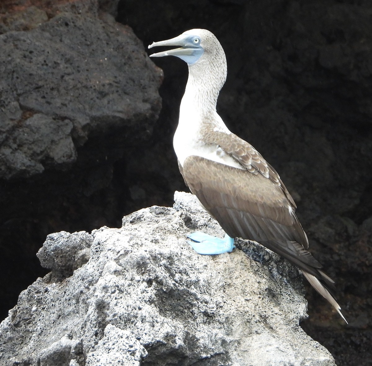 Blue-footed Booby - ML565039941