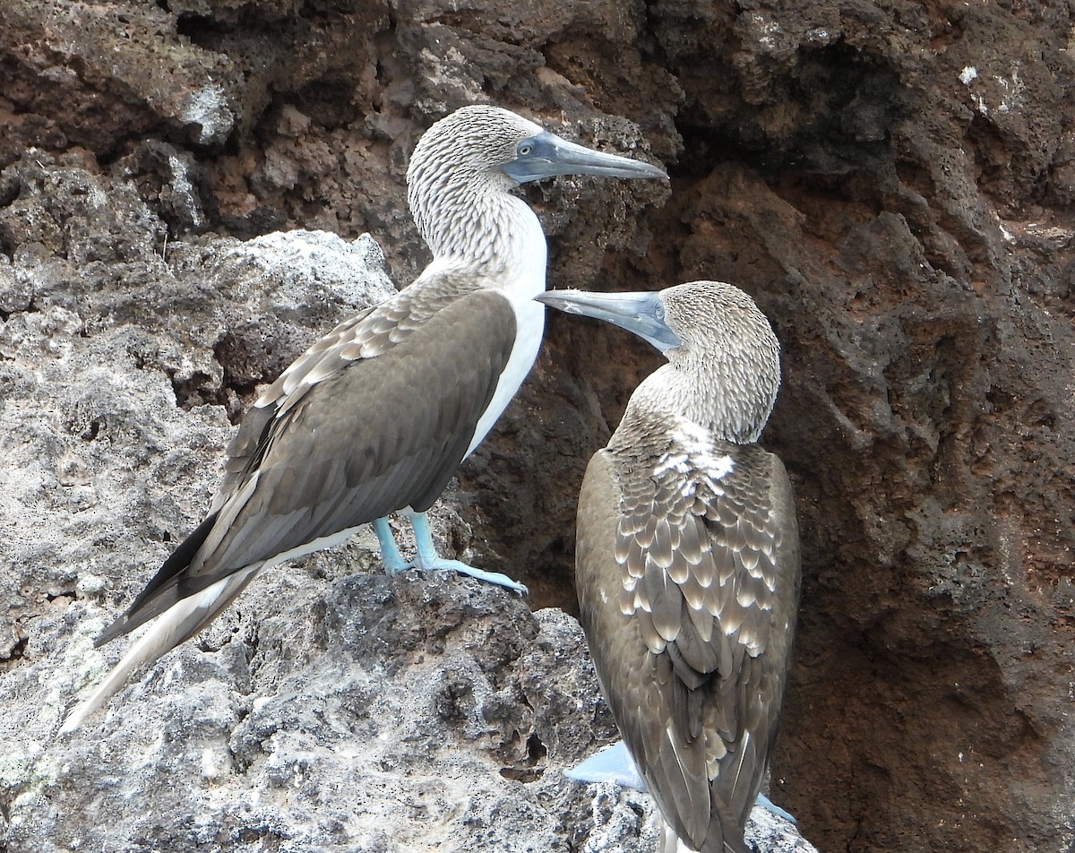 Blue-footed Booby - ML565039951