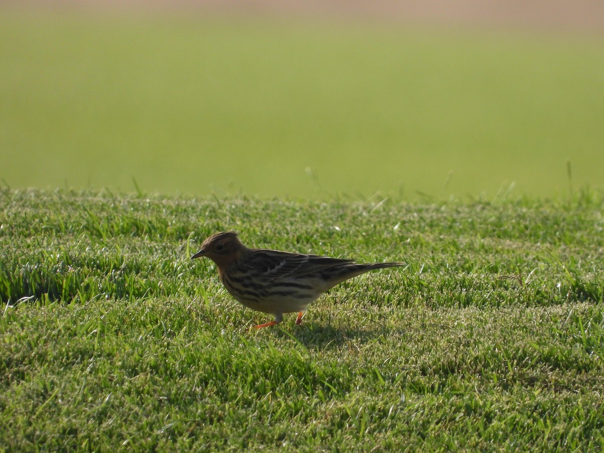 Red-throated Pipit - ML565042391