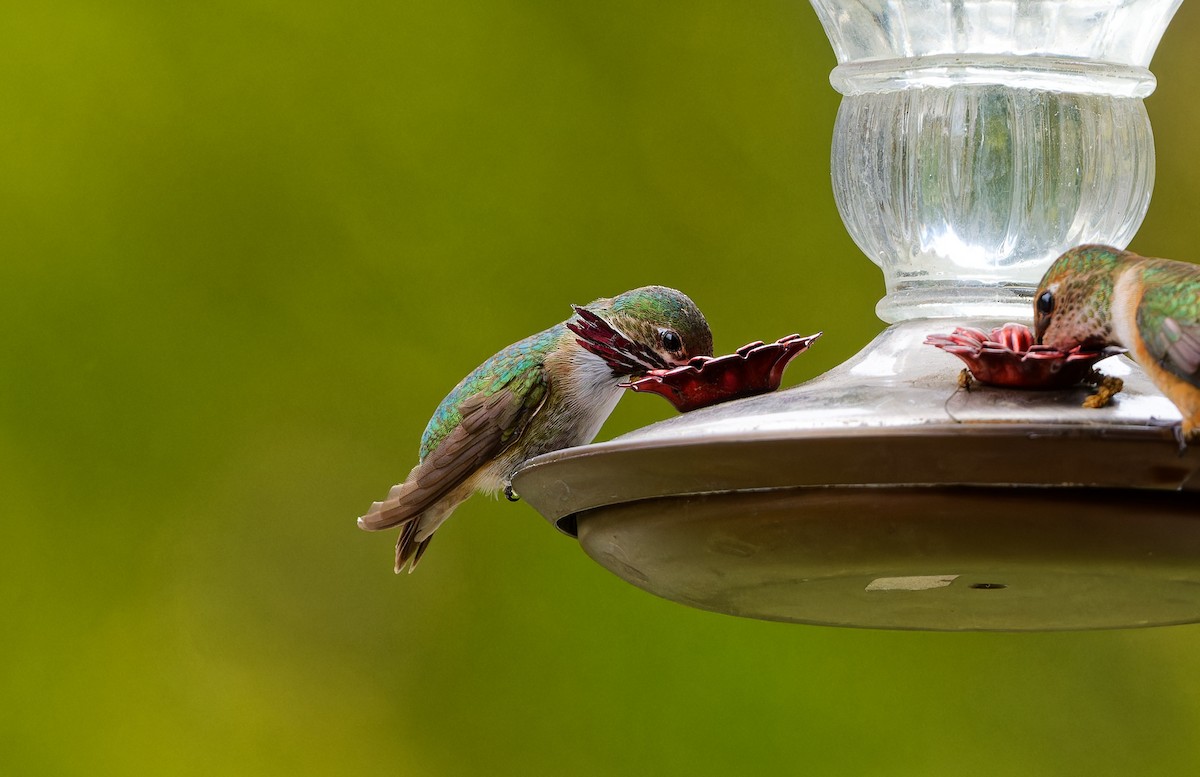 Calliope Hummingbird - ML565046071