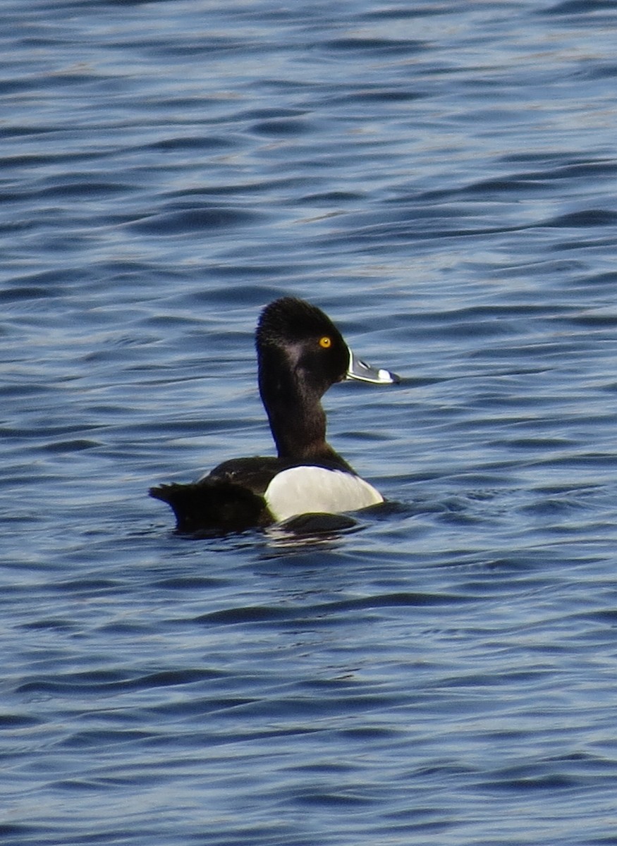 Ring-necked Duck - ML565047461