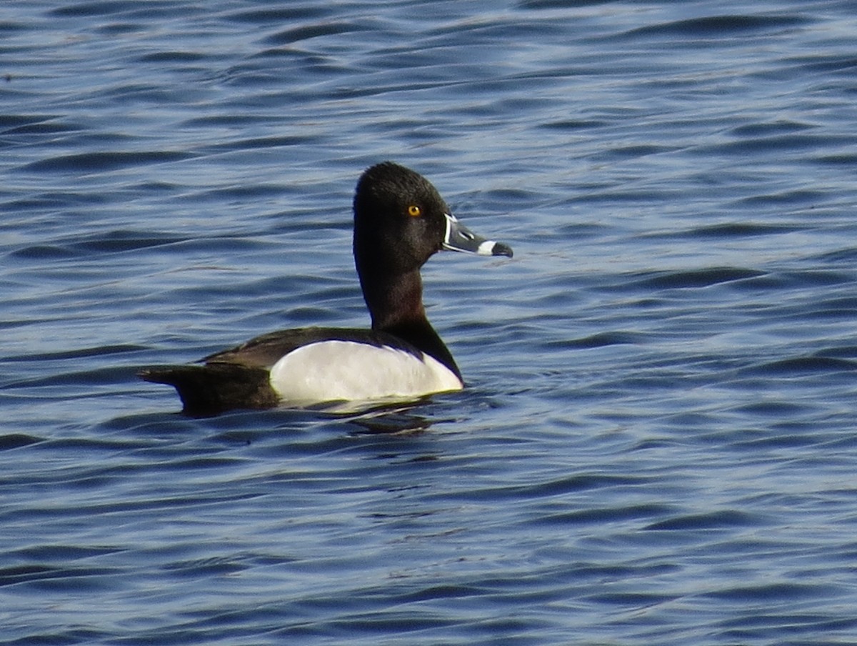 Ring-necked Duck - ML565047471