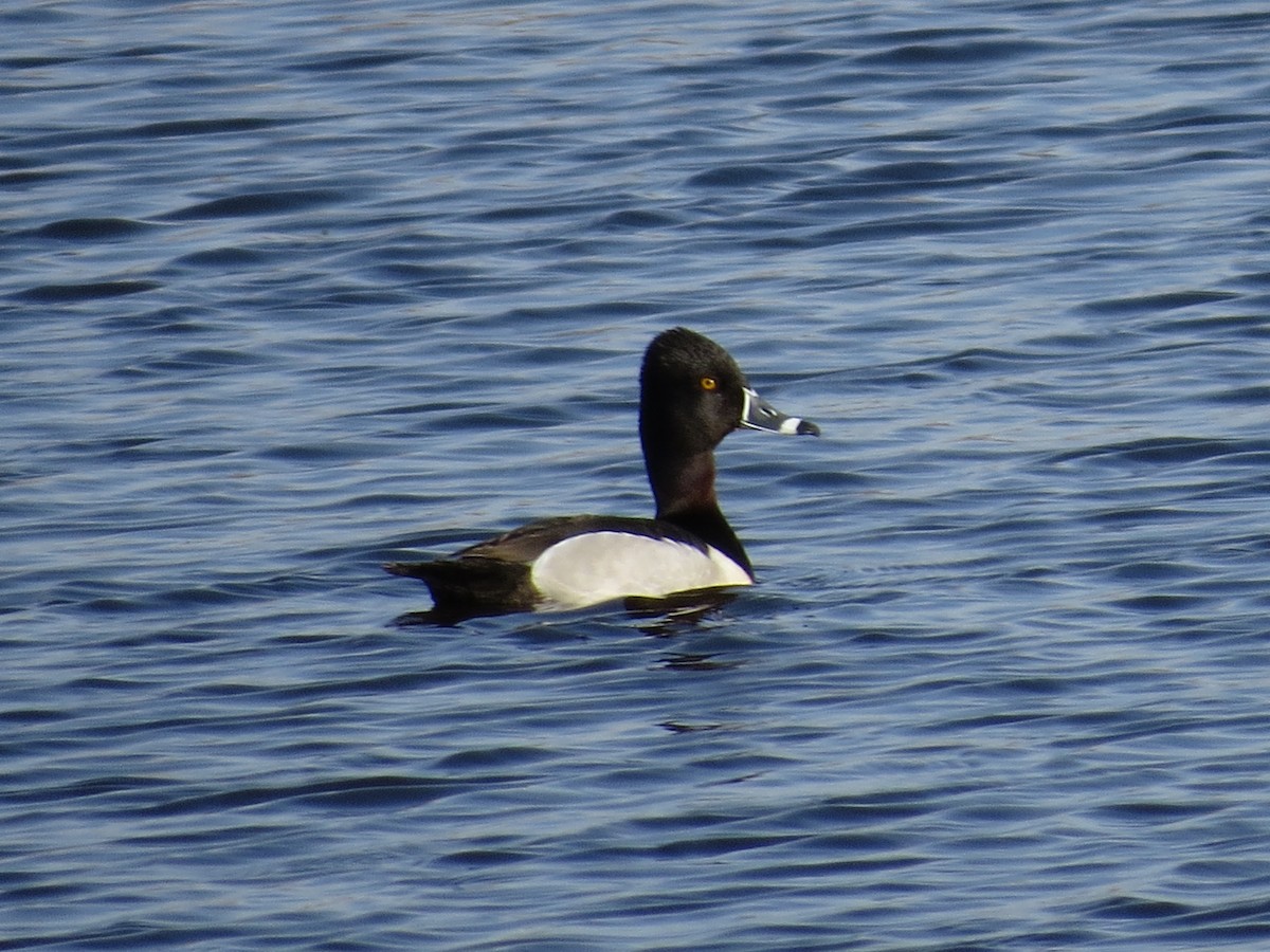 Ring-necked Duck - ML565047481
