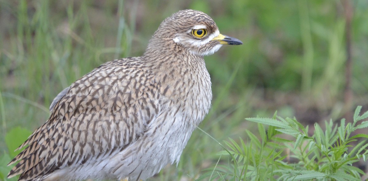 Spotted Thick-knee - ML565049751