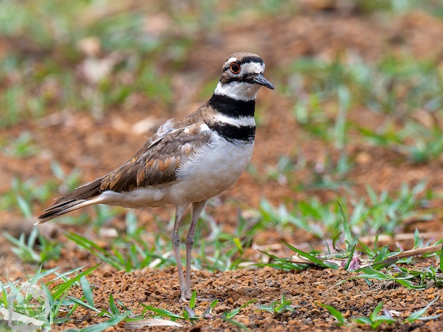 Killdeer - eBird