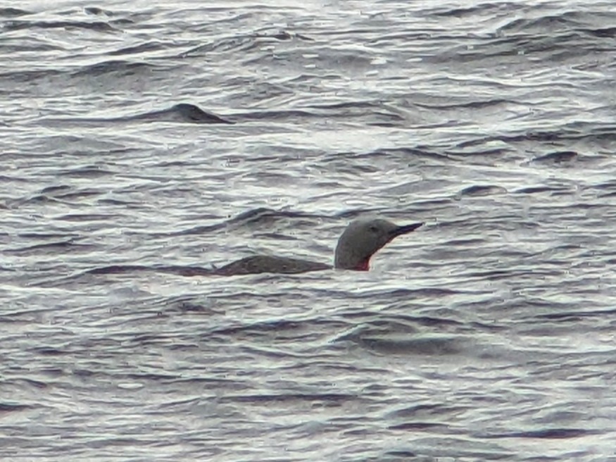 Red-throated Loon - ML565053081