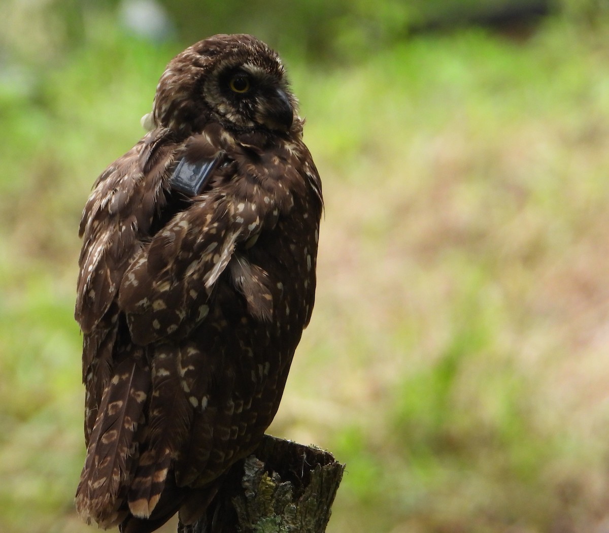 Short-eared Owl (Galapagos) - ML565057901