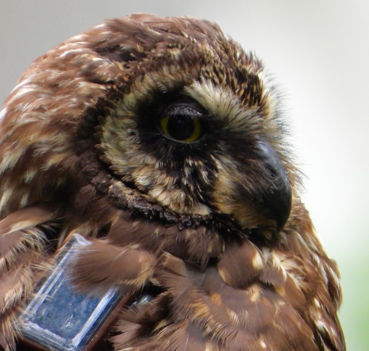 Short-eared Owl (Galapagos) - ML565057911