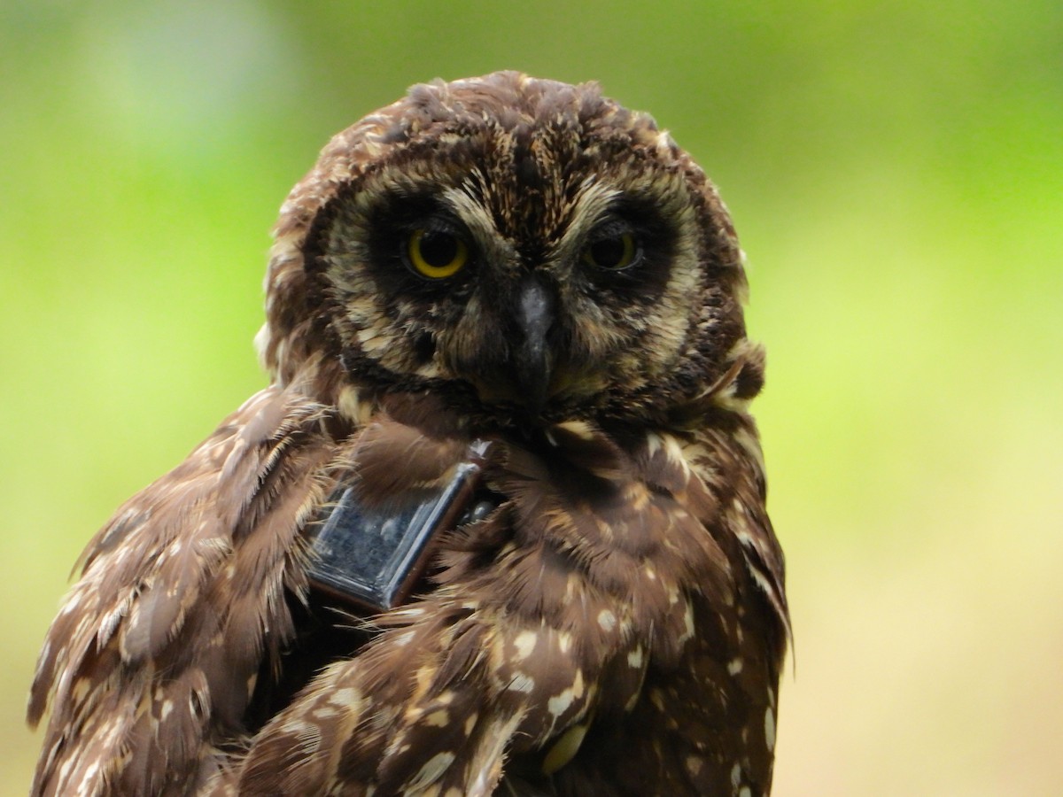 Short-eared Owl (Galapagos) - ML565057921