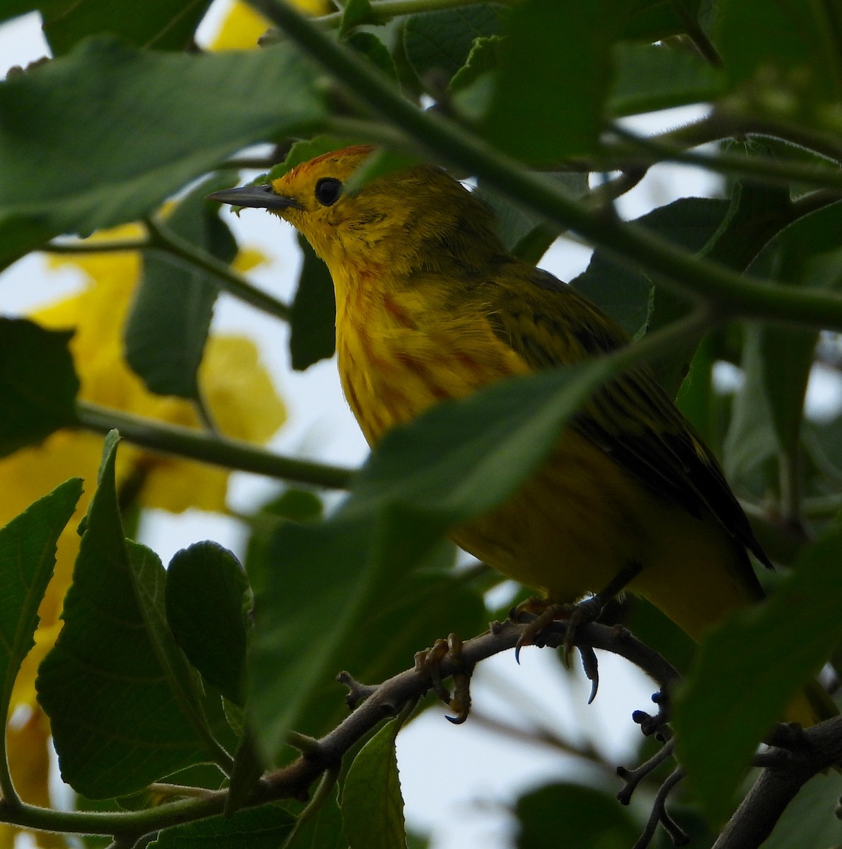 Yellow Warbler (Galapagos) - ML565058191