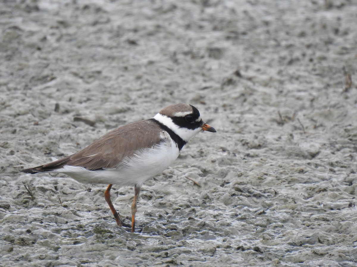Common Ringed Plover - ML565058321