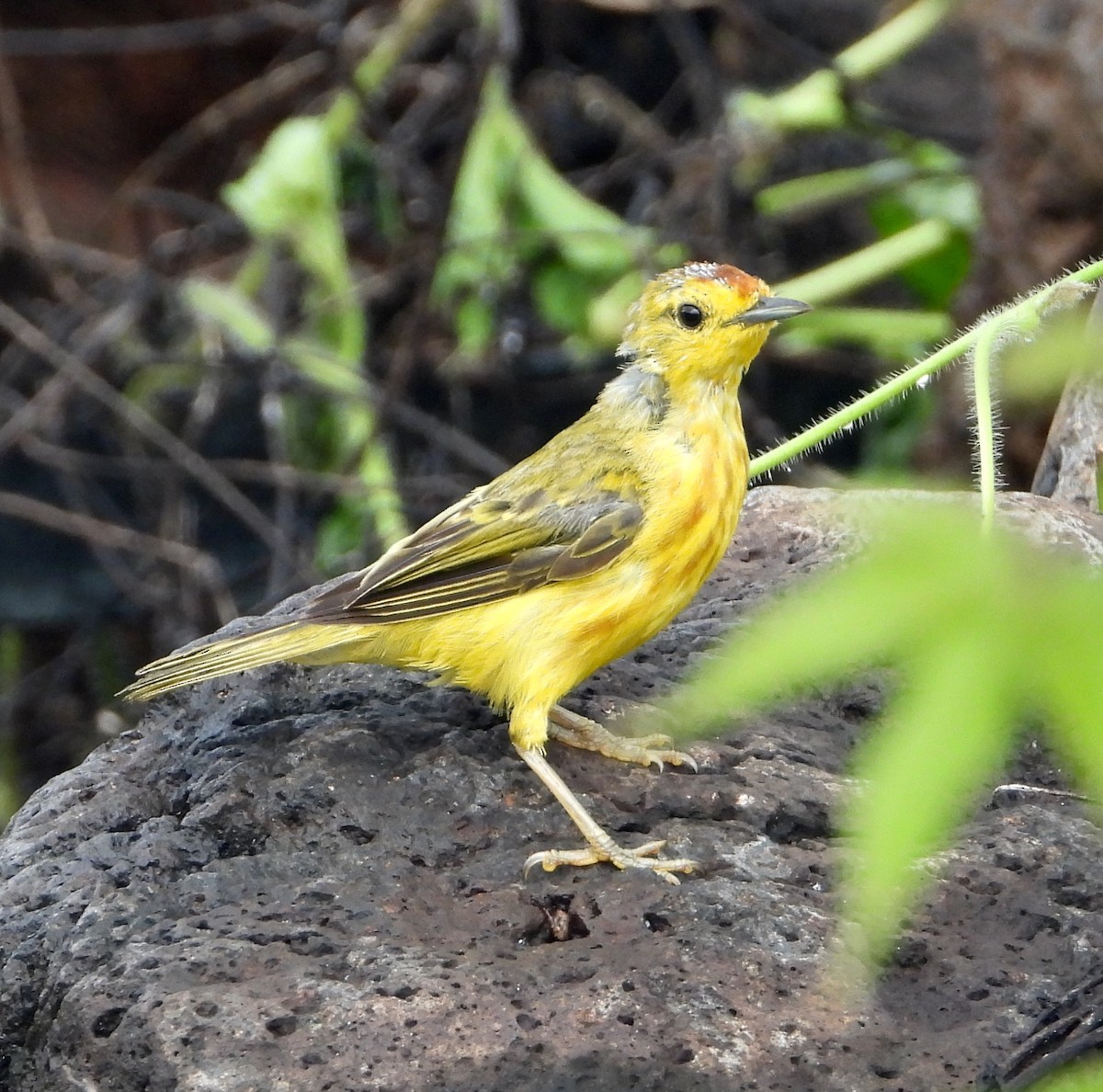 Yellow Warbler (Galapagos) - ML565058371