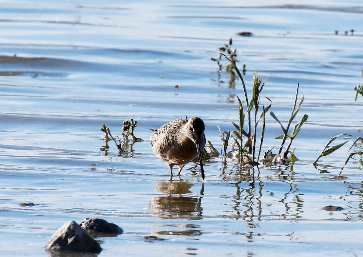 Long-billed Dowitcher - ML56506091