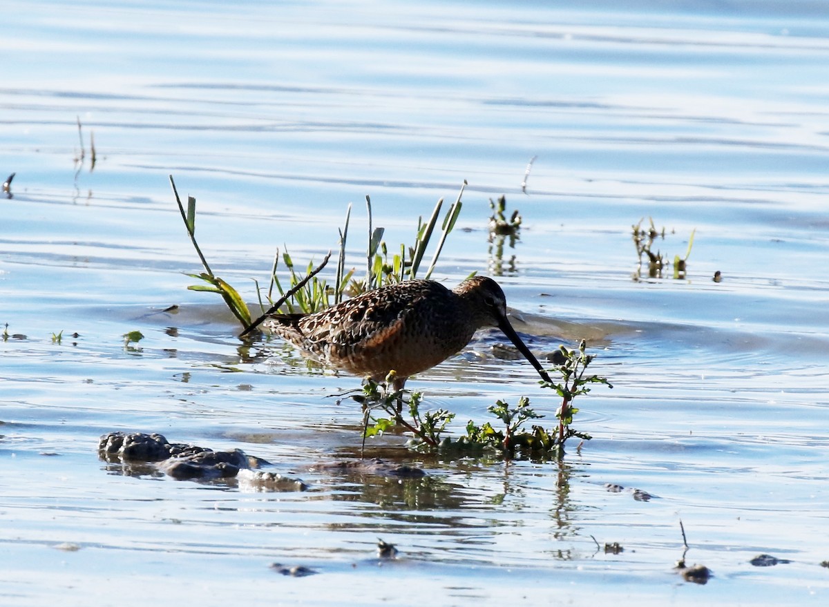 Long-billed Dowitcher - ML56506121