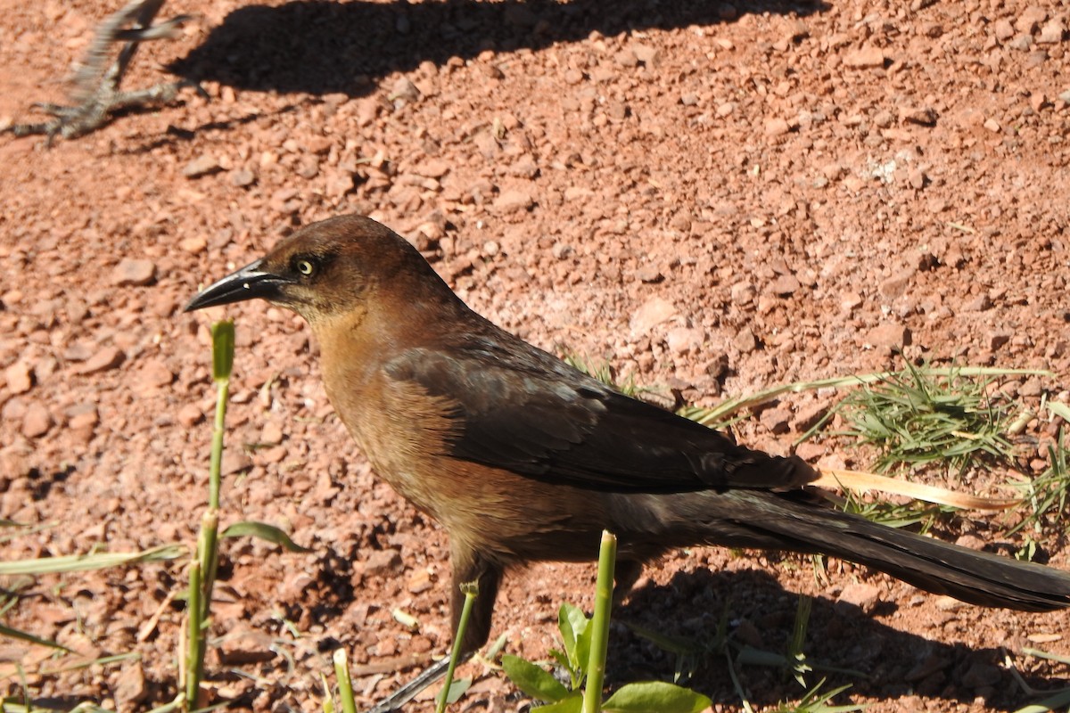 Great-tailed Grackle - ML56506761