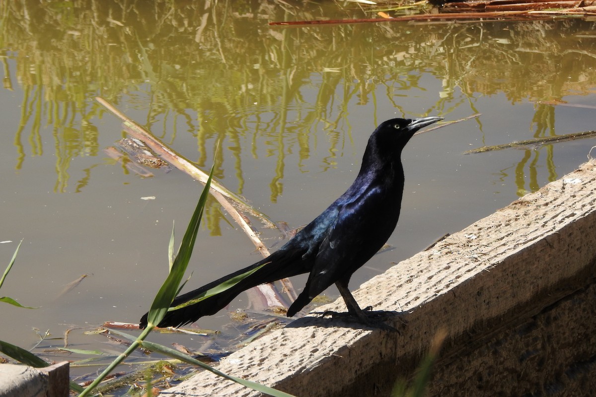 Great-tailed Grackle - ML56506811
