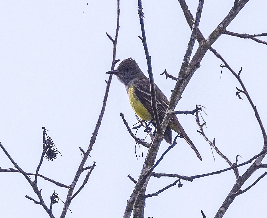 Great Crested Flycatcher - ML565068211