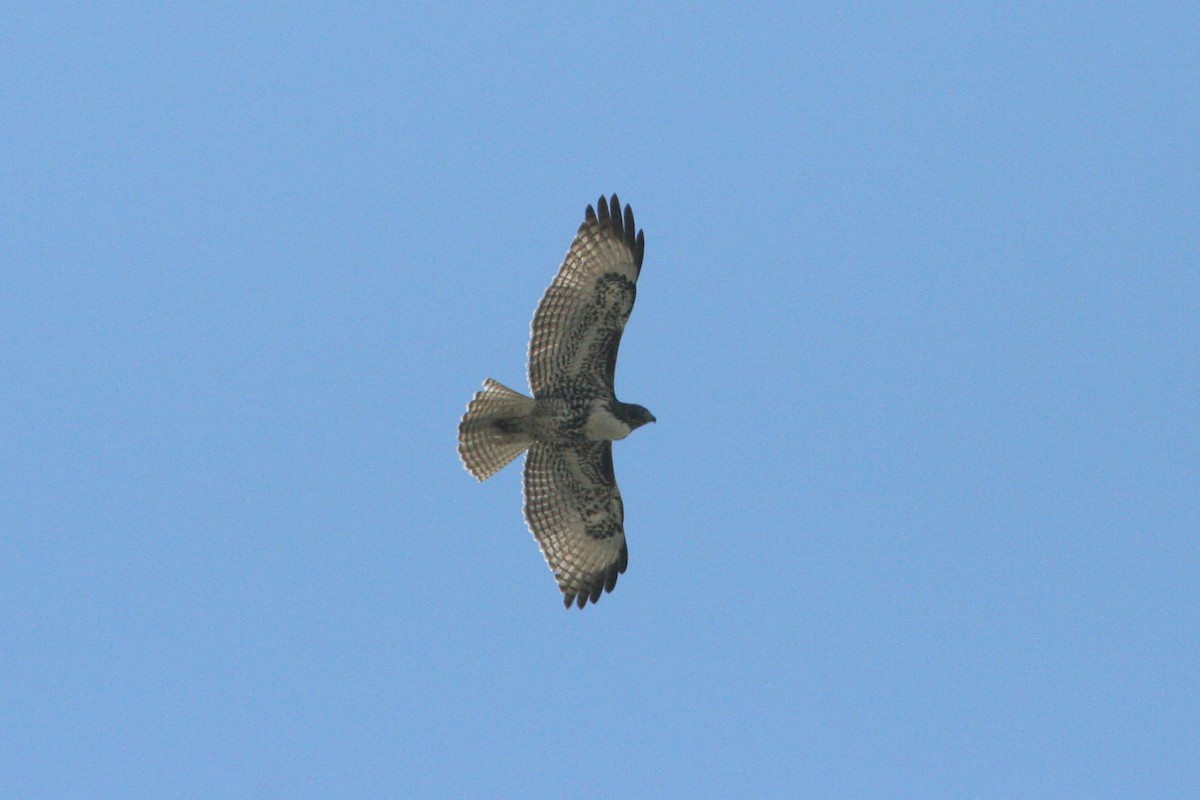Red-tailed Hawk - ML565070501
