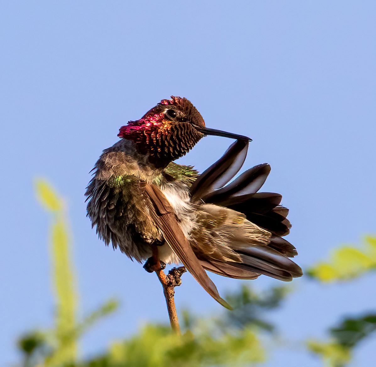 Anna's Hummingbird - ML565071591