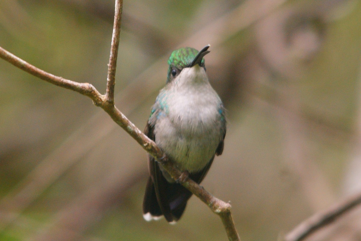 Blue-tailed Emerald - ML565072021