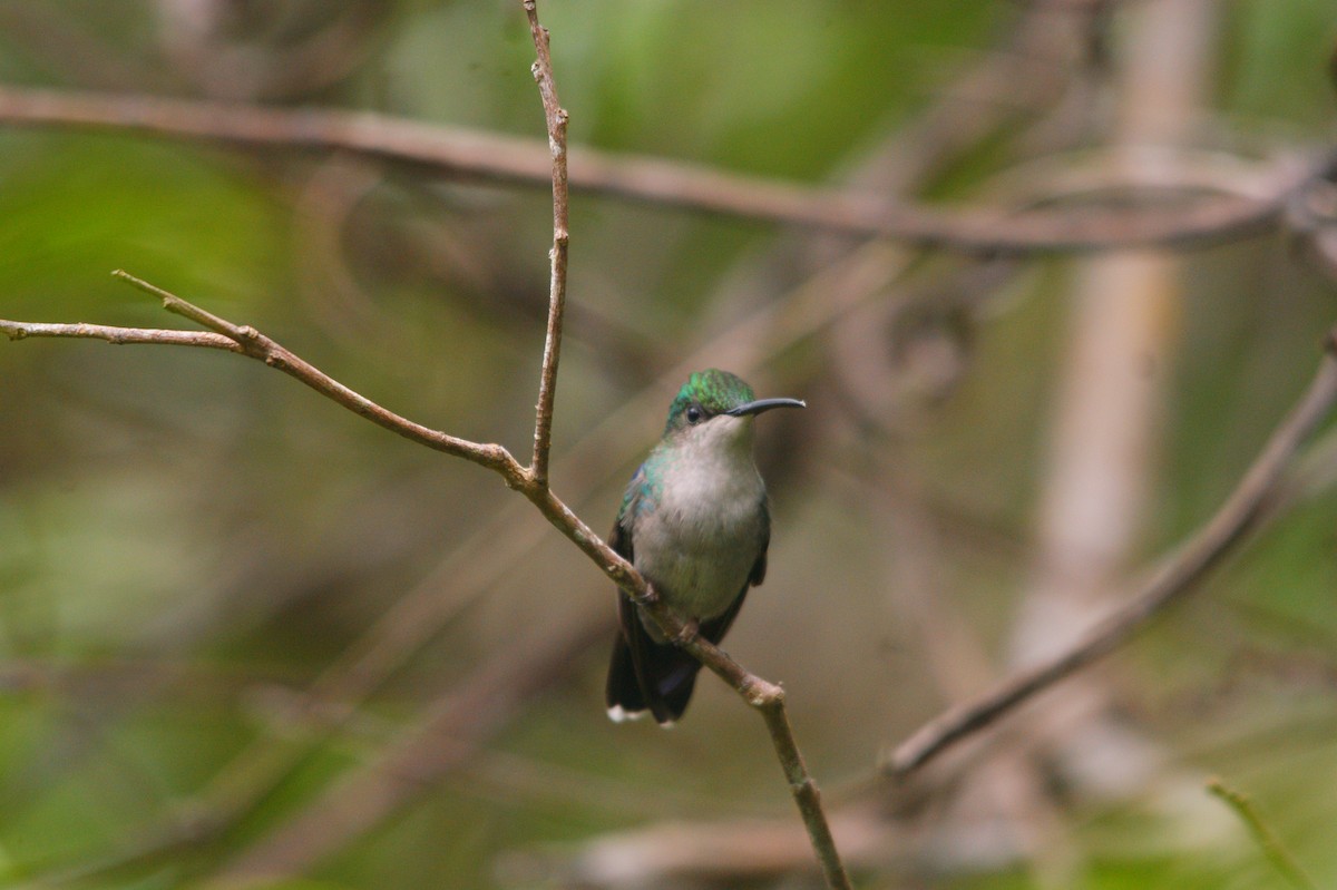 Blue-tailed Emerald - ML565072061