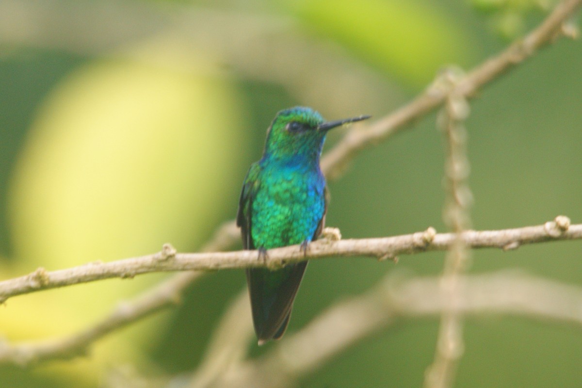 Blue-tailed Emerald - ML565072361