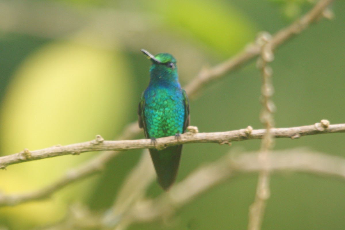 Blue-tailed Emerald - ML565072401