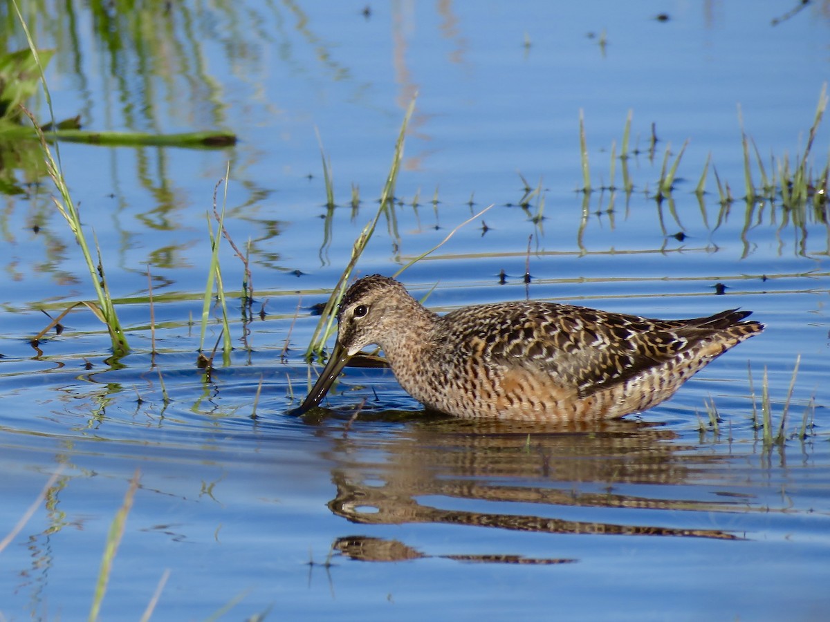 Long-billed Dowitcher - Danny Tipton