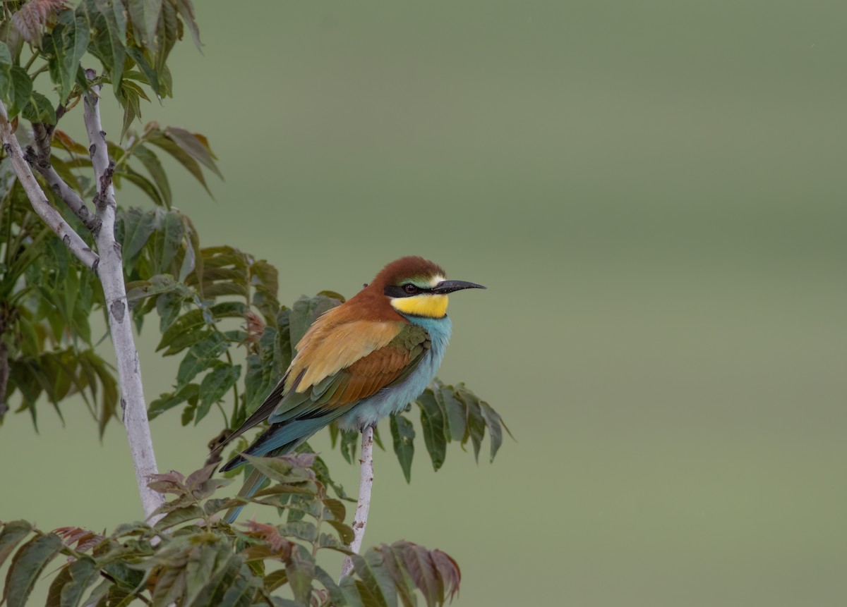 European Bee-eater - ML565089681