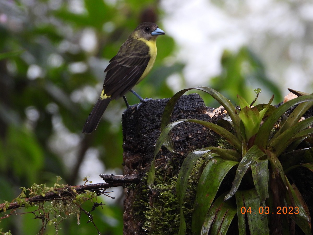 Flame-rumped Tanager (Lemon-rumped) - ML565090671