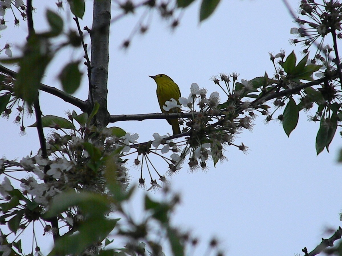 Yellow Warbler (Northern) - ML56509091
