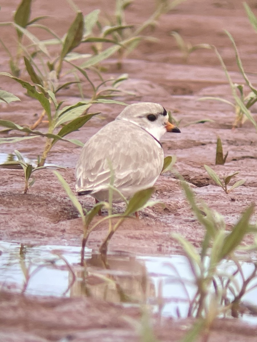Piping Plover - ML565095821