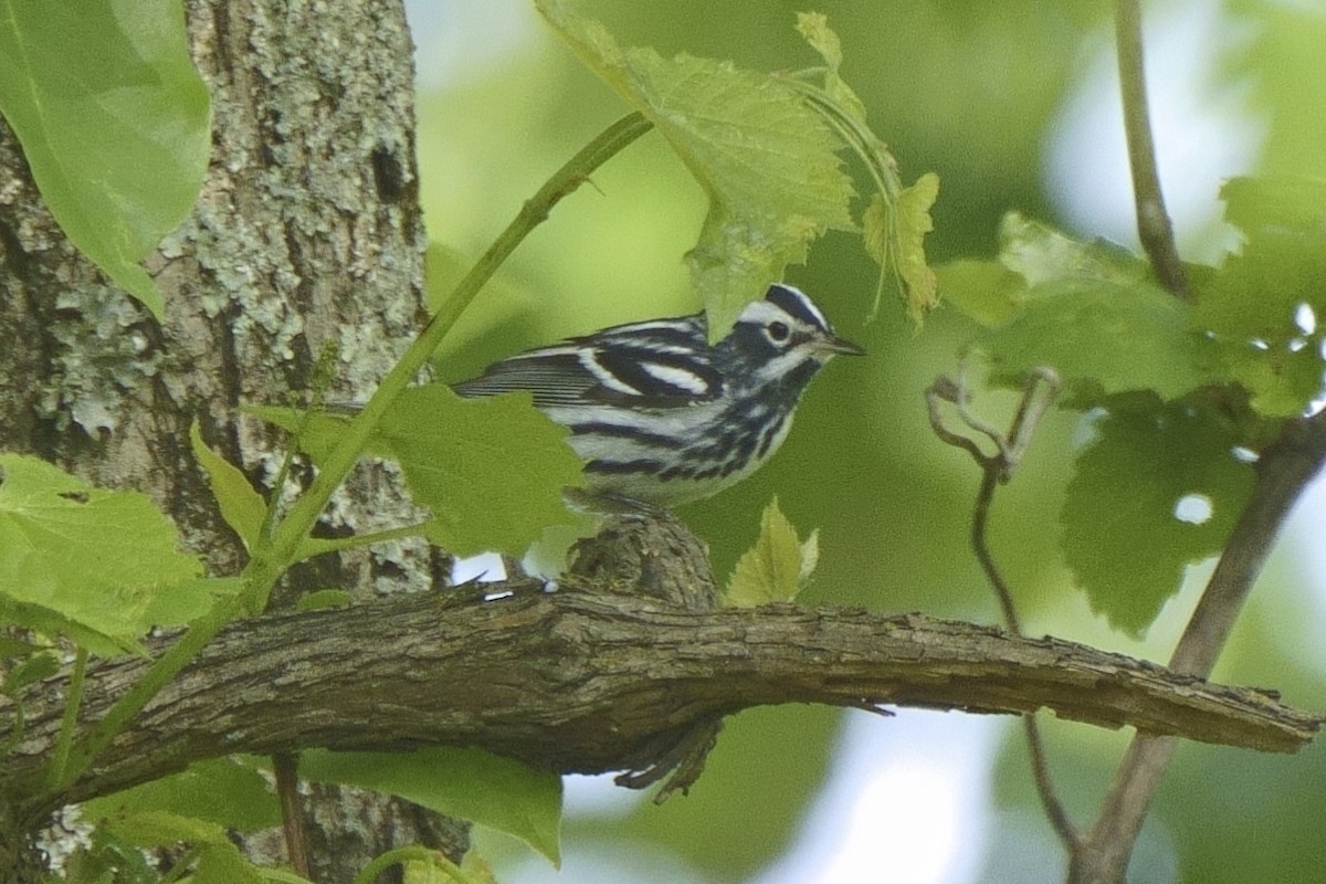 Black-and-white Warbler - ML565097271