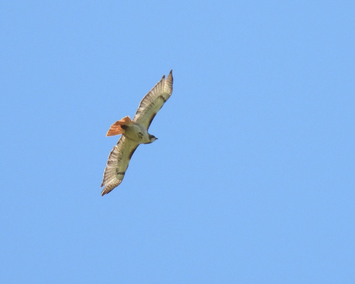 Red-tailed Hawk - ML565097611