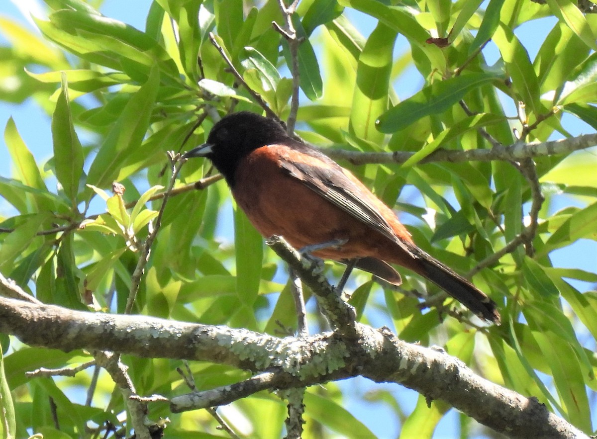 Orchard Oriole - ML565097651