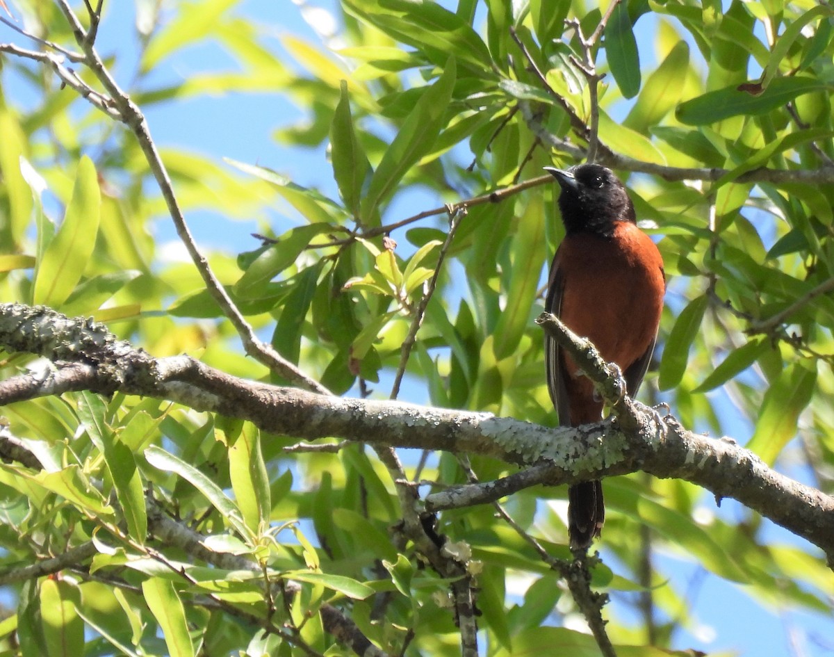 Orchard Oriole - ML565097681