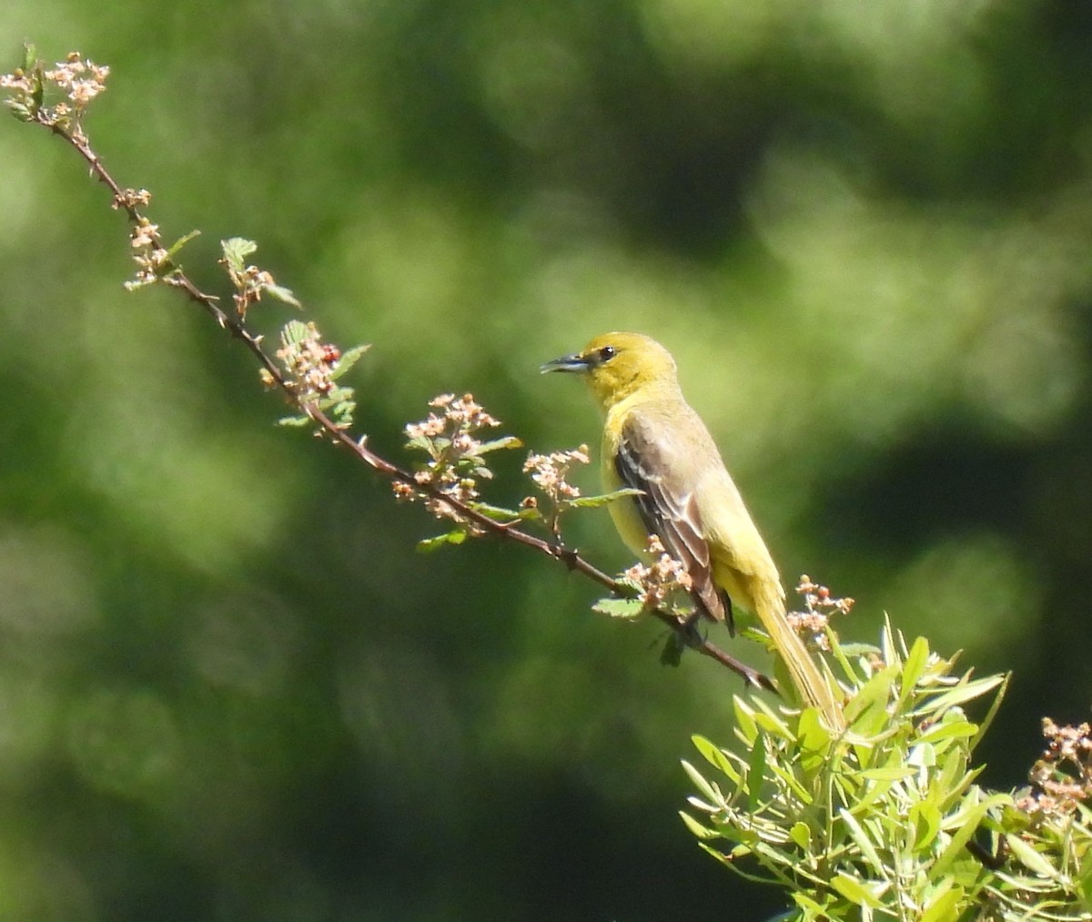 Orchard Oriole - ML565097801