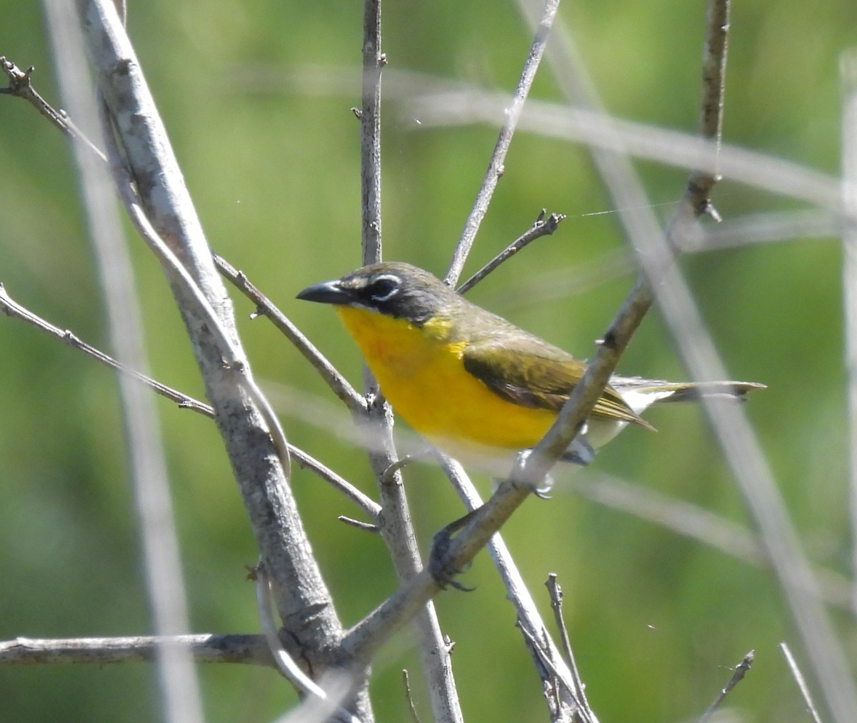 Yellow-breasted Chat - ML565097921