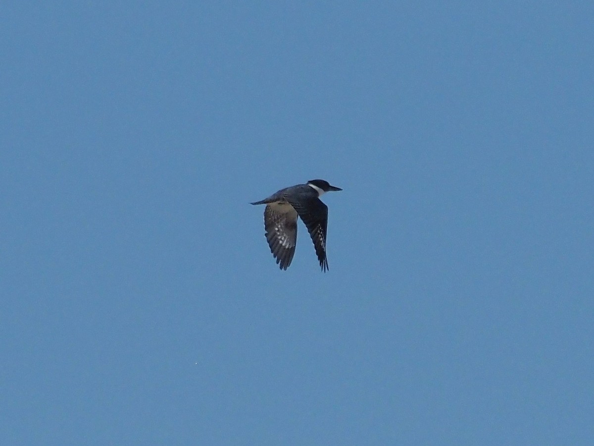 Belted Kingfisher - ML565100831